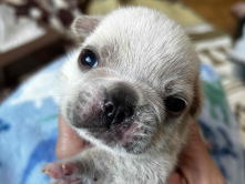 フレンチブルドッグ,イザベラ,ブルー,ライラック,ライラックタン,ブルータン