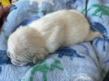 フレンチブルドッグ,イザベラ,ブルー,ライラック,ライラックタン,ブルータン