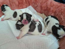 フレンチブルドッグ,イザベラ,ブルー,ライラック,ライラックタン,ブルータン