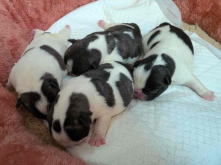 フレンチブルドッグ,イザベラ,ブルー,ライラック,ライラックタン,ブルータン