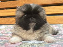 フレンチブルドッグ,ブルー,ライラック,ライラックタン,ブルータン