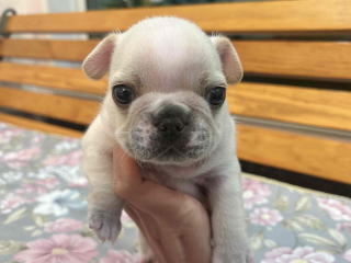 フレンチブルドッグ・ブリーダー