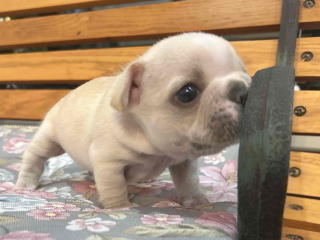 フレンチブルドッグ・ブリーダー