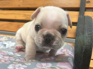 フレンチブルドッグ・ブリーダー