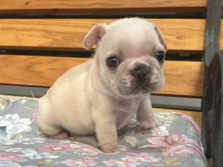 フレンチブルドッグ・ブリーダー