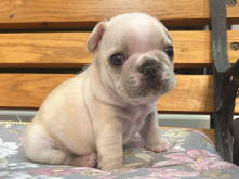 フレンチブルドッグ,イザベラ,ブルー,ライラック,ライラックタン,ブルータン