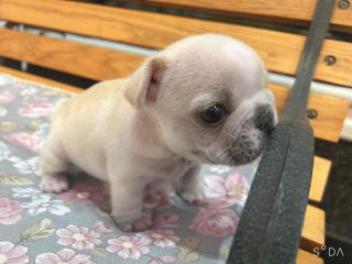 フレンチブルドッグ・ブリーダー