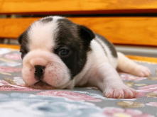 フレンチブルドッグ,ブルー,ライラック,ライラックタン,ブルータン