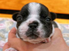 フレンチブルドッグ,ブルー,ライラック,ライラックタン,ブルータン