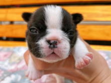 フレンチブルドッグ,ブルー,ライラック,ライラックタン,ブルータン