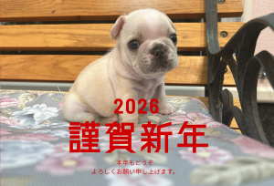 フレンチブルドッグ,ブリーダー,福岡