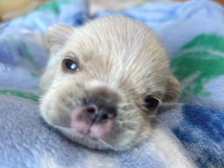 フレンチブルドッグ・ブリーダー