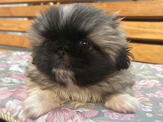 フレンチブルドッグ・ブリーダー