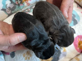 フレンチブルドッグ・ブリーダー