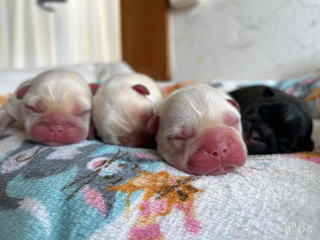 フレンチブルドッグ・ブリーダー