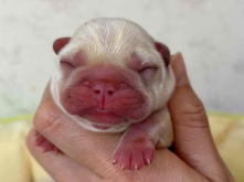 フレンチブルドッグ,ブルー,ライラック,ライラックタン,ブルータン