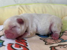 フレンチブルドッグ,ブルー,ライラック,ライラックタン,ブルータン