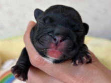 フレンチブルドッグ,ブルー,ライラック,ライラックタン,ブルータン