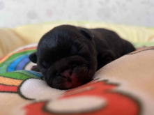 フレンチブルドッグ,ブルー,ライラック,ライラックタン,ブルータン