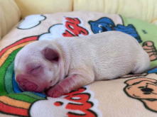 フレンチブルドッグ,ブルー,ライラック,ライラックタン,ブルータン