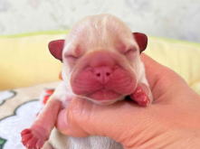 フレンチブルドッグ,ブルー,ライラック,ライラックタン,ブルータン