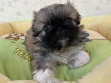 フレンチブルドッグ,ブルー,ライラック,ライラックタン,ブルータン