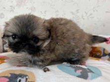 フレンチブルドッグ,ブルー,ライラック,ライラックタン,ブルータン