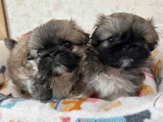 フレンチブルドッグ・ブリーダー