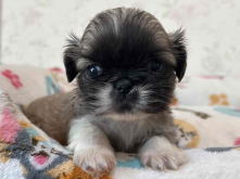 フレンチブルドッグ,ブルー,ライラック,ライラックタン,ブルータン