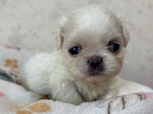 フレンチブルドッグ,ブルー,ライラック,ライラックタン,ブルータン