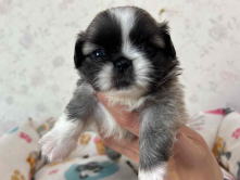 フレンチブルドッグ,ブルー,ライラック,ライラックタン,ブルータン