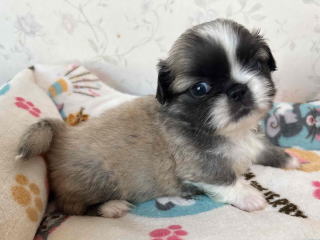 フレンチブルドッグ・ブリーダー