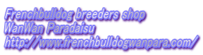 Frenchbulldog breeders shop WanWan Paradaisu https://www.frenchbulldogwanpara.com/ 